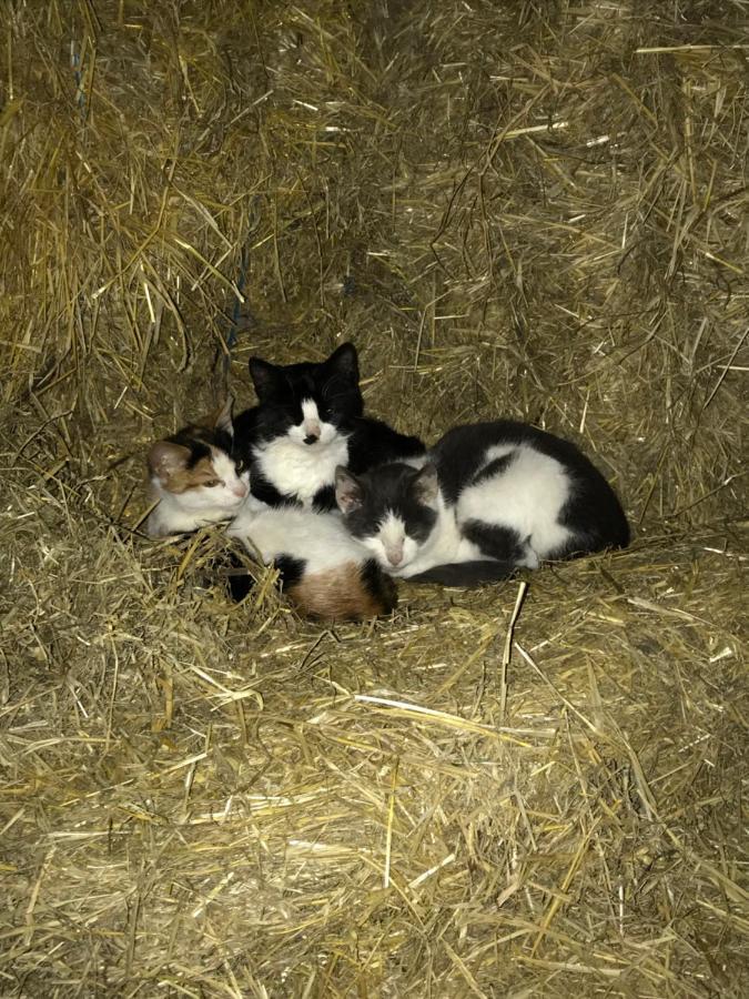 Bremsmaj Farm Holiday Kværs Exteriér fotografie